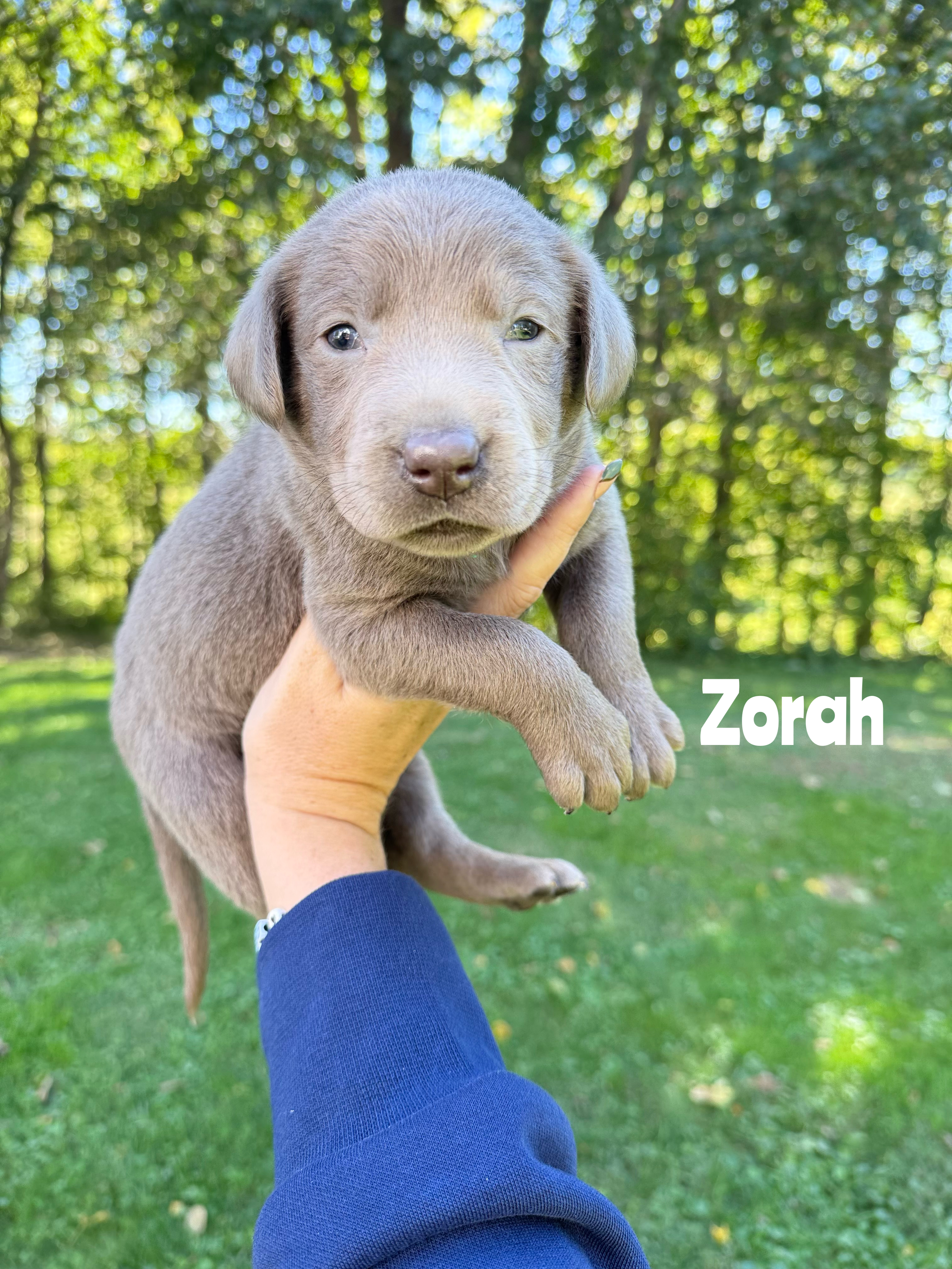 Zorah 1